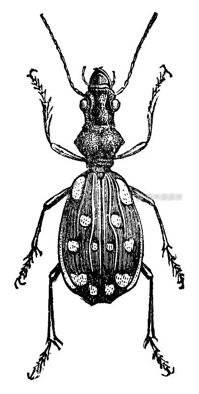 剑齿地面甲虫昆虫(Anthia Duodecimguttata) - 19世纪